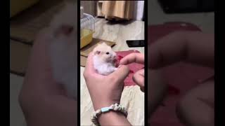 #chuyện hài #pets #hamster