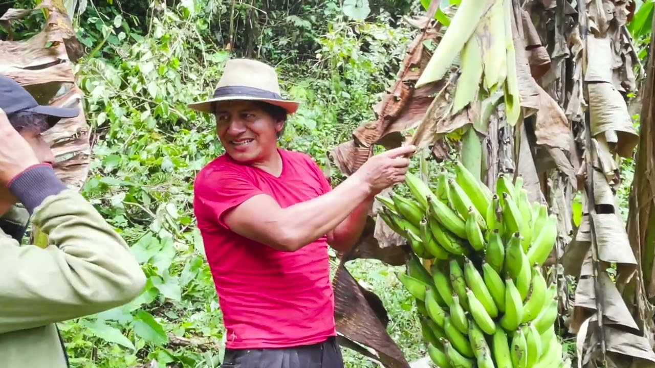 Salí a cosechar plátano con Pepito