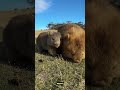 Wombat