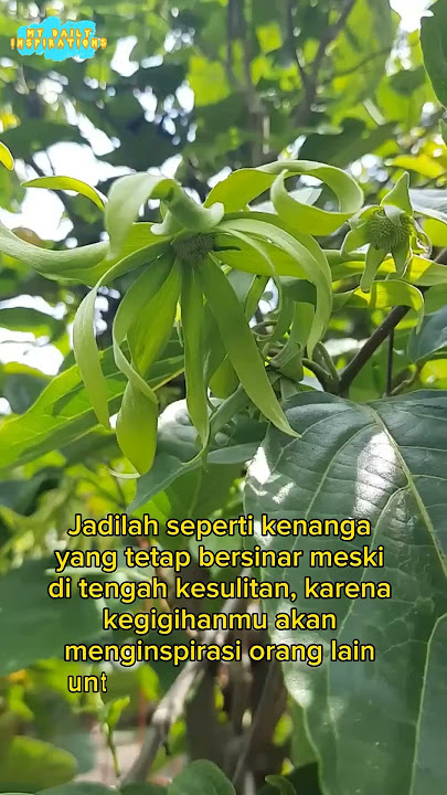 Ulang Ylang Flower Mentality |  Motivational Video #motivationalquotes #motivation #ylangylang