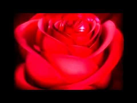 Bunga  Mawar  Merah  YouTube