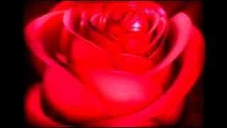 Bunga Mawar Merah