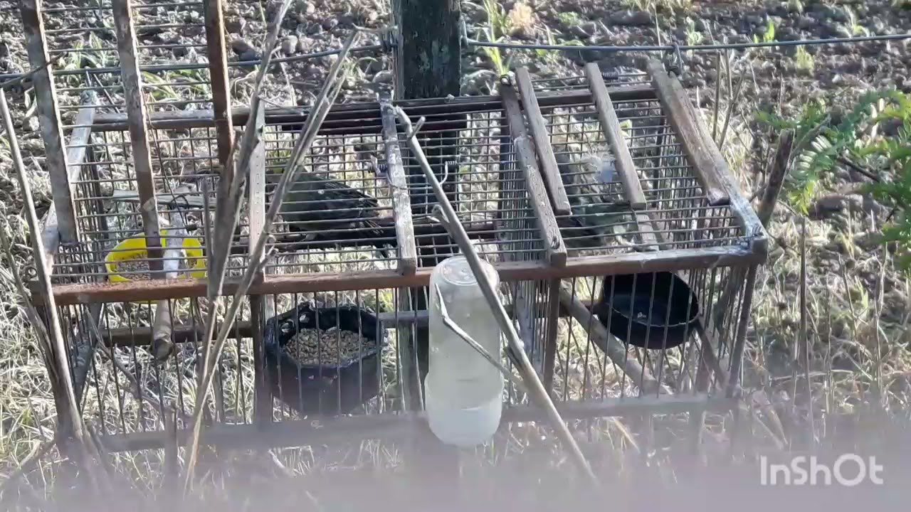 cazando jilguero (varias capturas)