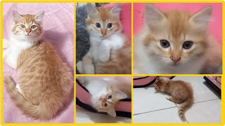 @cc.cutecats CUTE KITTENS : OREN  WAS A STREET KITTEN. | Use the subtitles to know him, please.