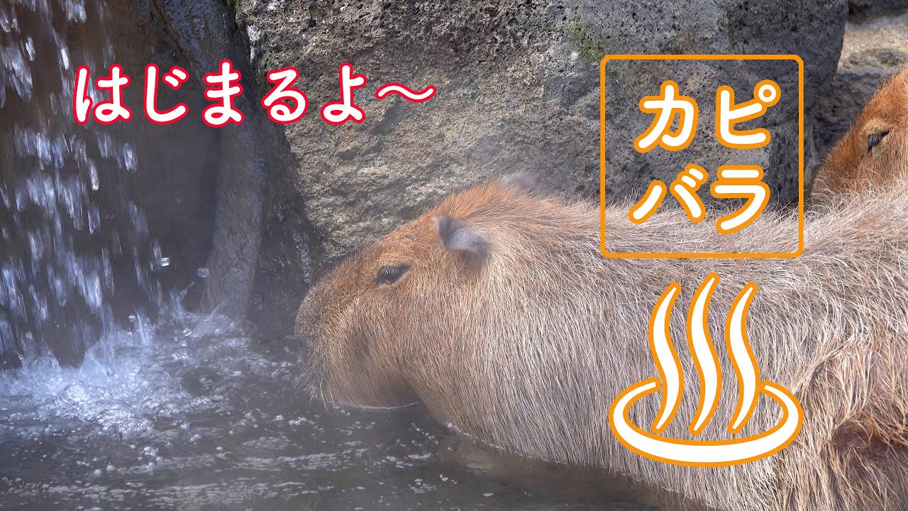 Capybara With Mandarin Orange On Head みかんを頭にのせるカピバラ 伊豆シャボテン動物公園元祖カピバラ露天風呂 Maestro Zen Youtube