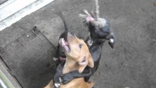 Chinaman X Chinadawg.....c2C Karma........