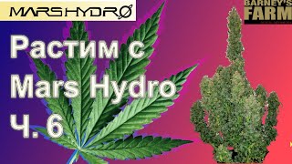 Растим с Mars Hydro. Часть 6 — 96г. без всякой химии (почти). Розыгрыш семян Barney's Farm.