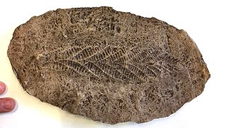 CRASSH | The Charnia fossil