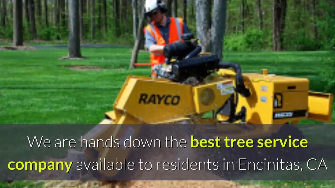 Tree Services In Encinitas Ca San Diego Tree Service - YouTube