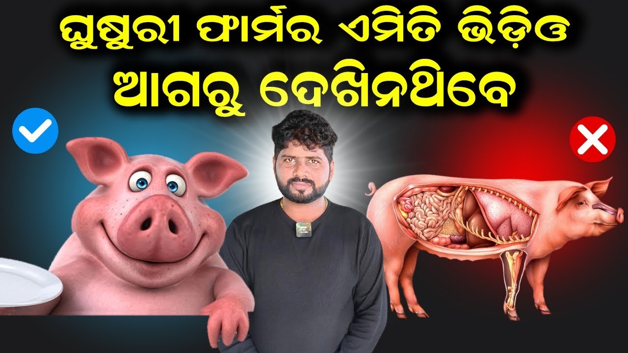 ଘୁଷୁରୀ ଫାର୍ମର ଏକ ନିଆରା ଭିଡିଓ || How to earn more profit in pig farm. @EfarmingOdisha