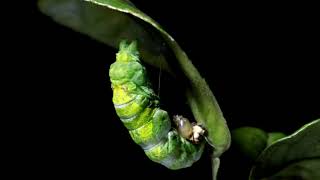 Butterfly Video Free Download - Butterfly | Royalty Free Stock Footage| Full HD