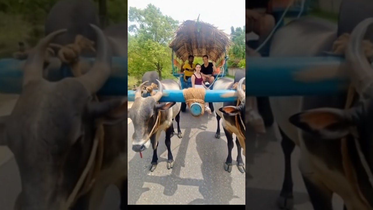 Bullock cart Ride