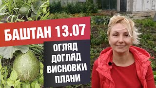 Дині та кавуни у середині липня. Огляд баштану, як доглядаємо.