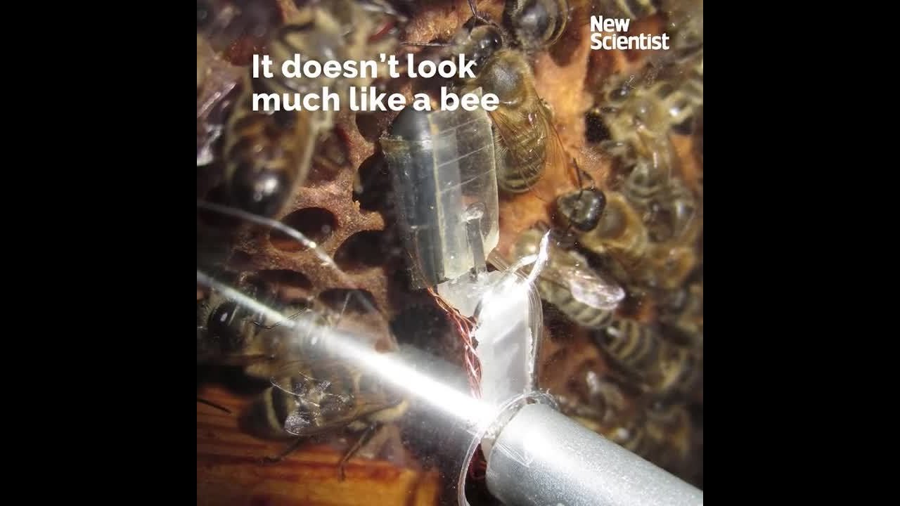 newspaper mockup The robot that talks to bees