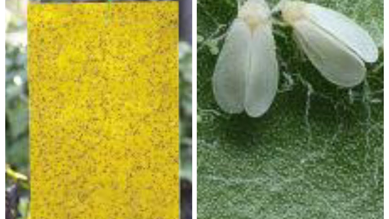 طريقة عمل لاصق مصيدة الحشرات بإستخدام مواد طبيعية منزلية