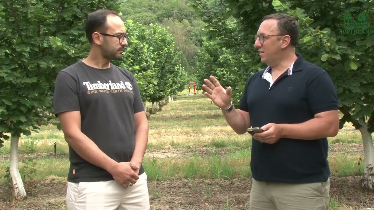 Καλλιέργεια φουντουκιάς (hazelnut) όσα πρέπει να ξέρετε μέρος δεύτερο