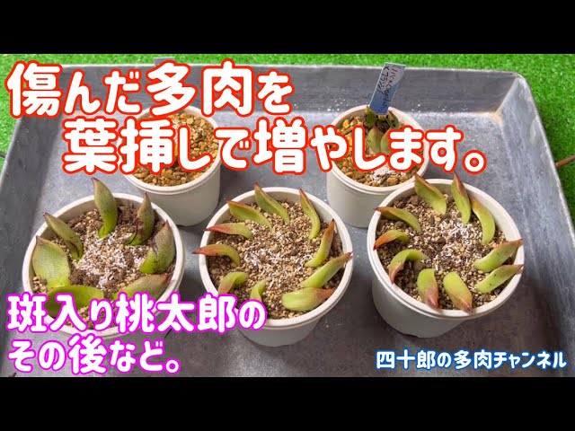 多肉植物】🌱傷んだ多肉を葉挿しで増やします。 🍑斑入り桃太郎の