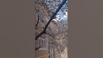 Thumbnail of Apricot blossom 2025