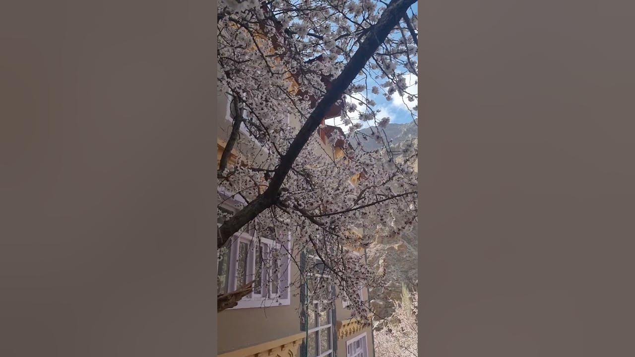 Apricot blossom 2025