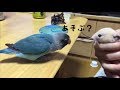 ボタンインコのボタンちゃん小ネタ集11