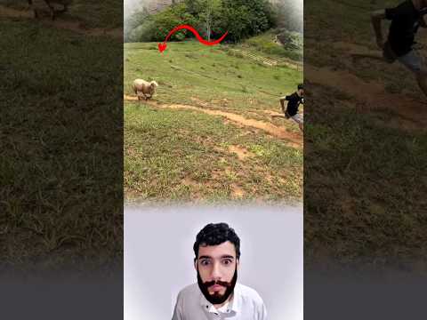 الشاب يركض بأقصى سرعة والخروف يطارده وينطحه بلا رحمة 