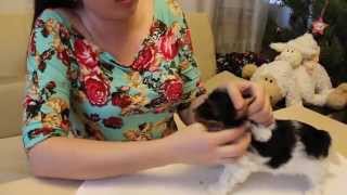 Уход за собакой.Гигиеническая стрижка собак.Бивер и уход за ним.Видео питомника Шоу Кураж г. Самара Уход за собакой.Гигиеническая стрижка собак.Бивер и уход за ним.Видео питомника Шоу Кураж г. Самара