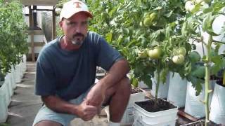 Greenhouse Tomatoes and Other Vegetables