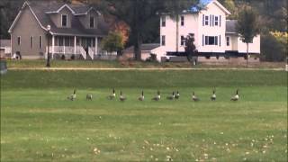 Canadian Geese Hanging Out for a Hand Out