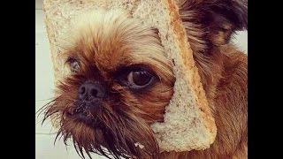 Funny talking dog drives car to car wash . Hilarious new 2013 youtube video san diego california screenshot 5