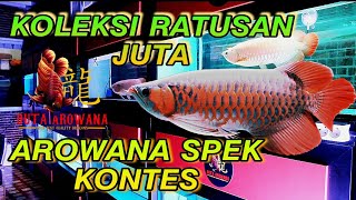 Arowana spek kontes banyak disini,,!! DUTA AROWANA TANGERANG #yourbestqualitydragons
