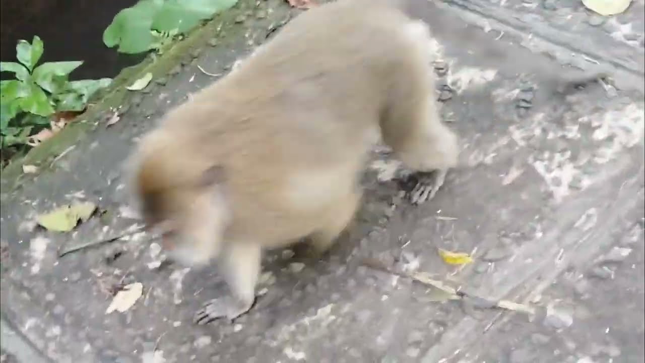 2. Thrilling walk through the sacred monkey forest might surprise you at every turn/Bali, Indonesia