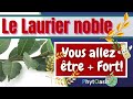 Plus rien ne vous arrtera ayez un mental dacier grce  l huile essentielle de laurier noble