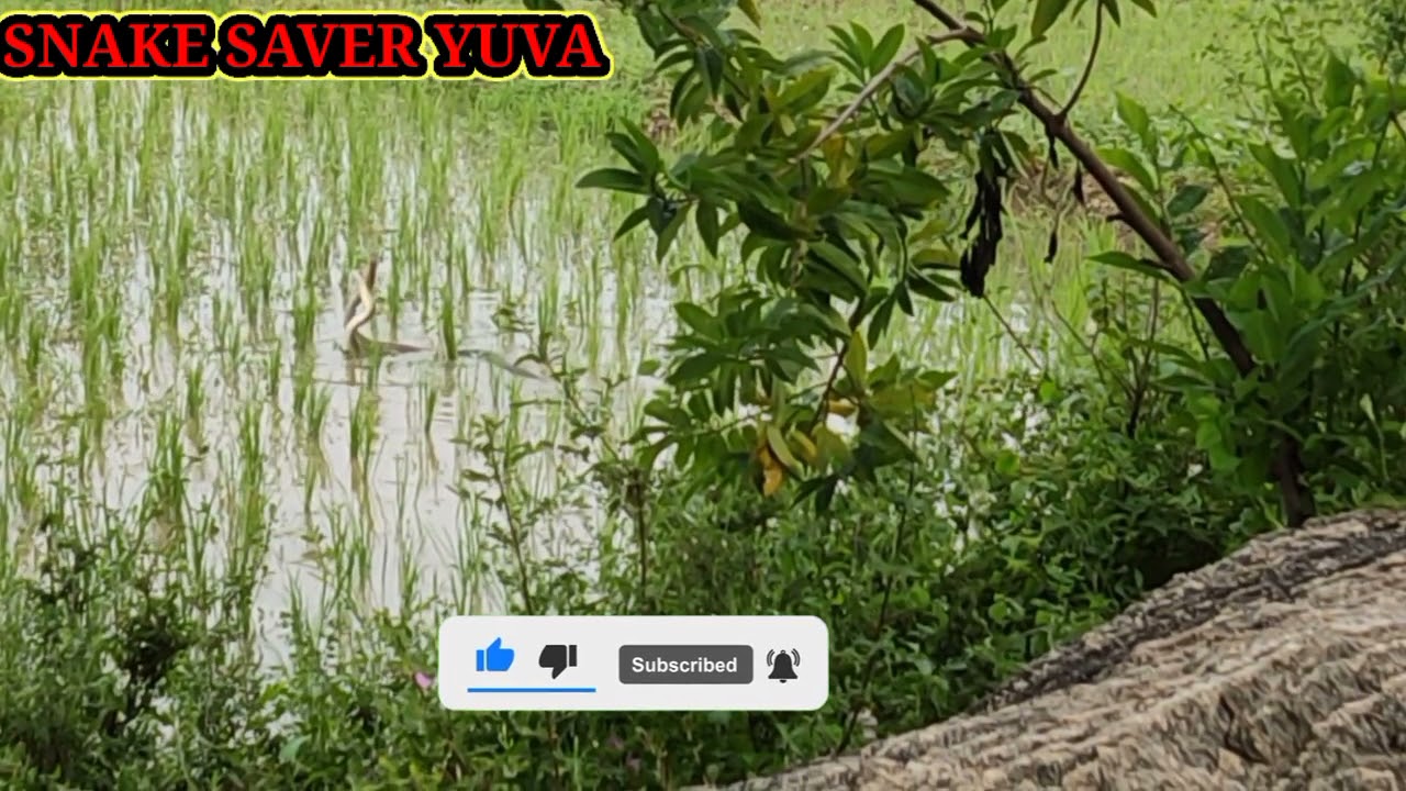 Ratsnake snake & Animal saver Snake Tamilnadu Snake catcher