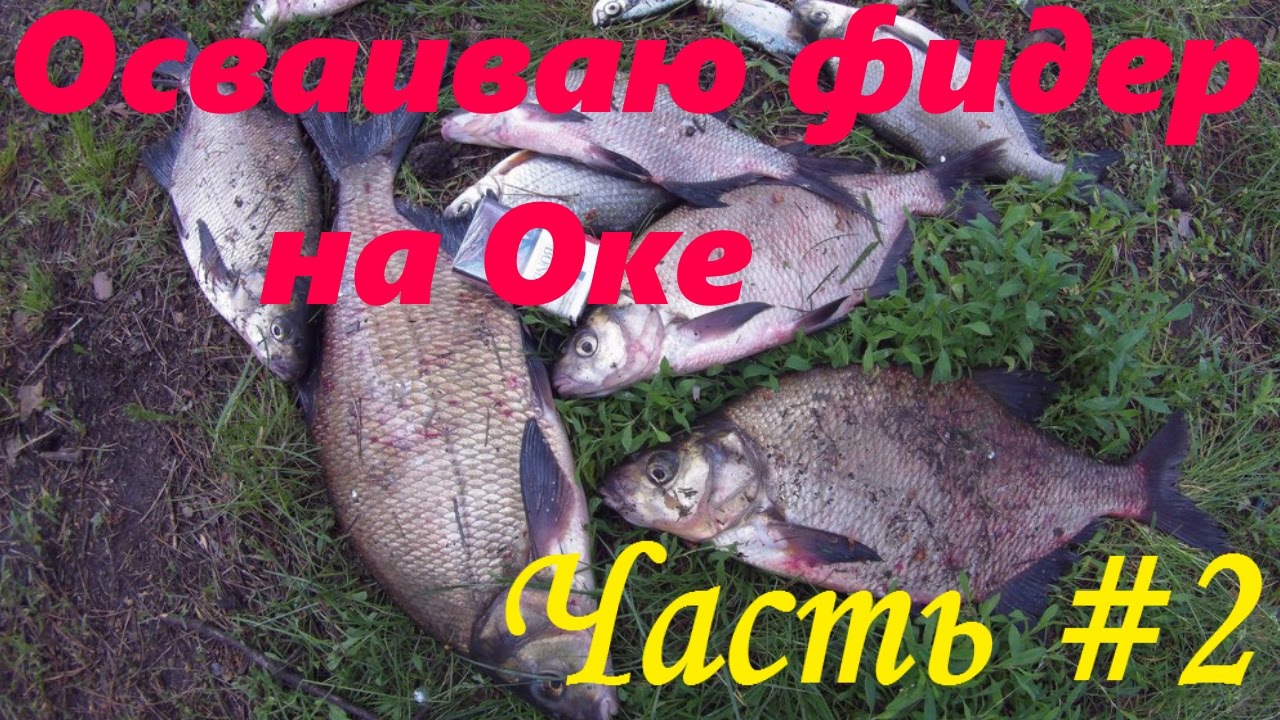 Фидер на оке