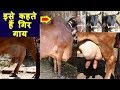 हर मंगलवार को मिलती है देसी गिर और कांकरेज गाये I FOR SALE Desi cow at Dhule Mandi Maharashtra