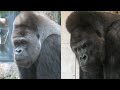 再び、ゴリラの森のメンバー紹介　上野動物園　ニシゴリラ