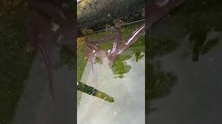 Poisson Chat Dafrique