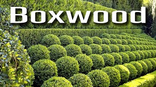 Boxwood hedge design ideas and pruning tips! by Budget Plants 82,584 views 2 years ago 8 minutes, 7 seconds