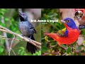 You won't believe how beautiful they are until you see them in person! Seven-colored bird