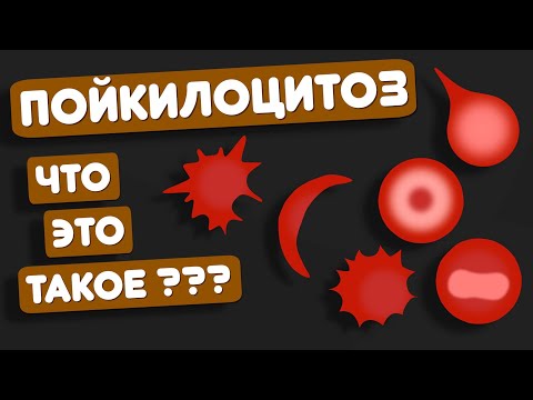 Какие бывают эритроциты?