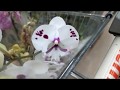 Обзор орхидей 16 января 2020 года Леруа Мерлен  и АШАН Воронеж   Чармер, Mystic Golden Leopard