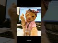 Obsessed with this!! 🤣🎶 #shorts #reels #viral #youtubeshorts #trending #cat #funny #comedy