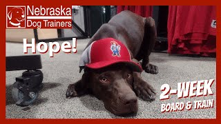 Hope | 7 MO GSP/Weimaraner mix | Offleash reliable dog training in Lincoln, Nebraska