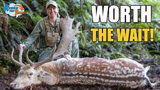 New Zealand Fallow Deer Hunt – This Stag Was Worth the Wait