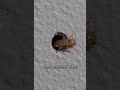 ¡Por AQUÍ entran las TERMITAS y HORMIGAS a tu casa! 😱 (Nadie te lo dice) #science #lawncare #pest