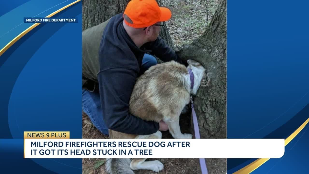 Milford firefighters rescue dog after it got its head stuck in a tree ...