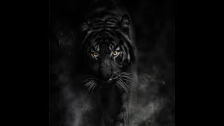 Tyger_official_music CESTA