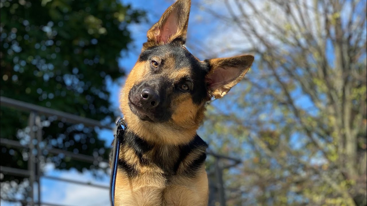 Aggressive to humans Dog Behavior transformation in one session🤙🏼📥💌