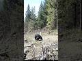Grass Eating Bear
