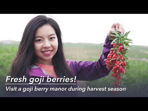 Video: Goji Berry Di Pondok Musim Panas Mereka